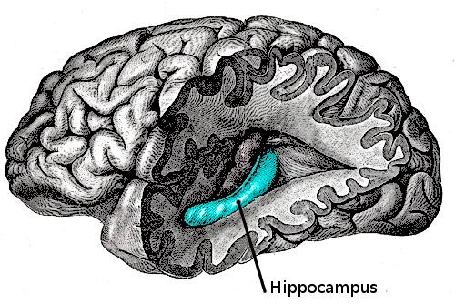 Cerebro, música favorita, hipocampo