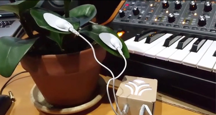 Las plantas cantan con PlantWave, un dispositivo MIDI que convierte sus biorritmos en música