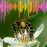 Música y abejas, o cómo la polinización cruzada es beneficiosa para tu producción musical