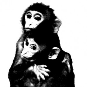 Foto del perfil de Sistema de Monos